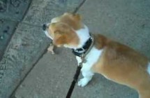 video-Bentley-park-distractions