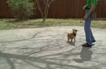 roo