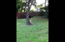 sprite chase