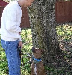 Brouskie, an adult Pit Bull