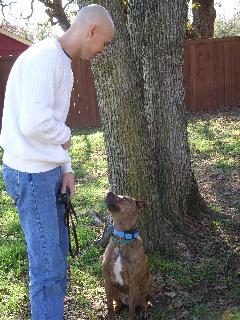 Brouskie, an adult Pit Bull