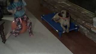 Hank the Black Mouth Yellow Cur now has house manners