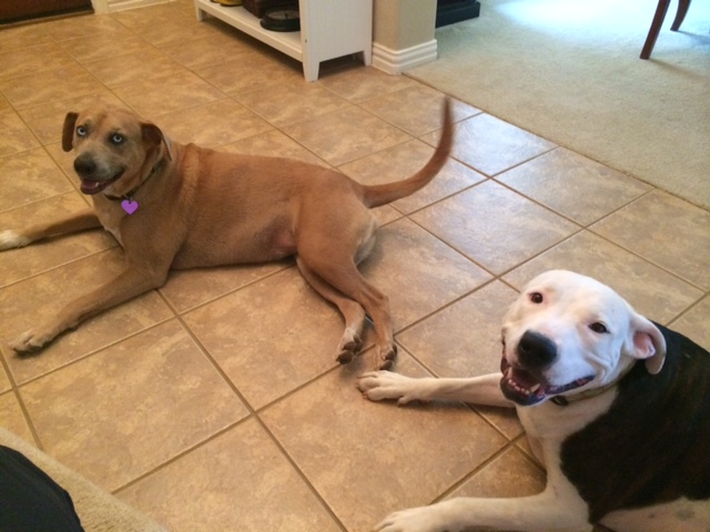 One in home visit – Bella and Jersey (house trasher and escape artist)