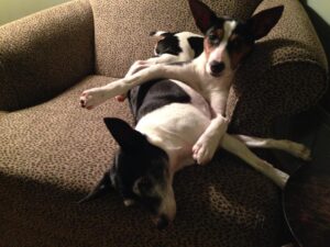 dogs-on-chair