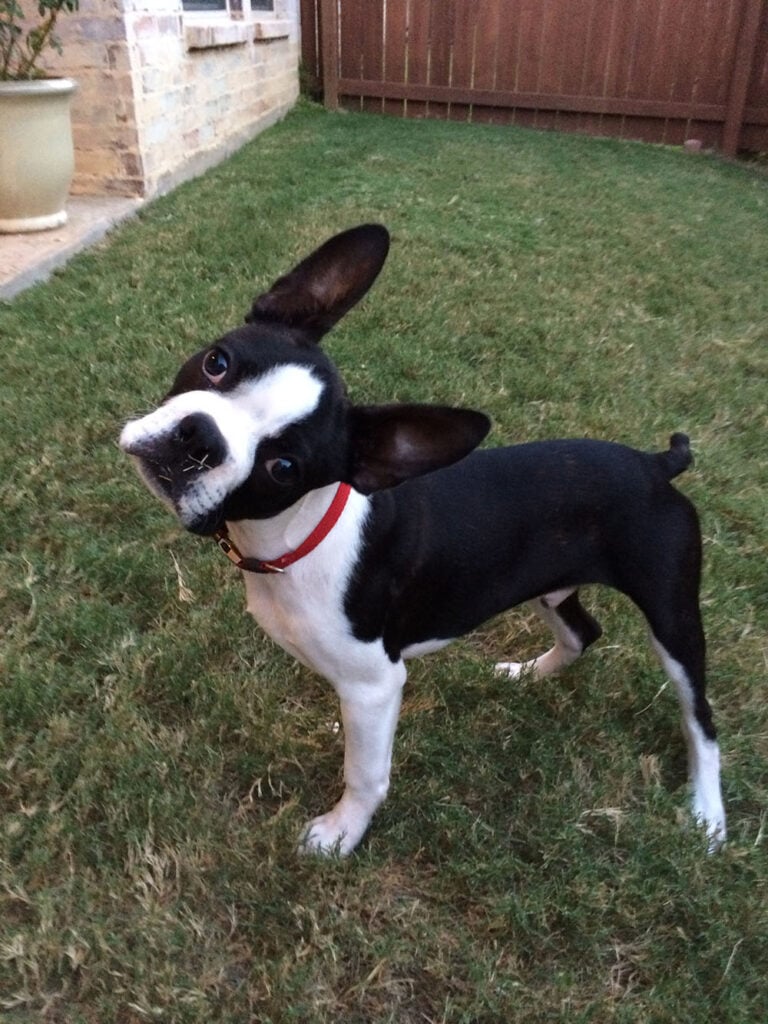 A black and white terrier standing alert in a backyard
