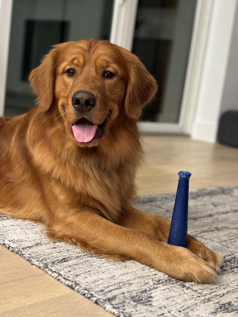 Russett, a golden retriever, lying calmly on a rug