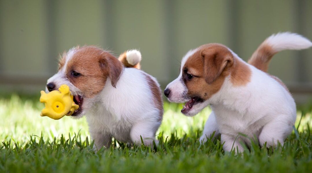 Two playful puppies in green grass, one holding a yellow toy, illustrating socialization and playfulness essential for puppy training in Dallas.