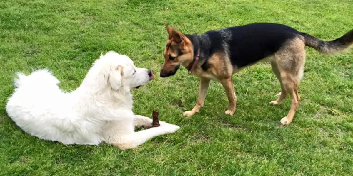 Two dogs interacting on green grass: a fluffy white dog lying down with a stick, and a German Shepherd standing nearby, illustrating socialization and engagement in a training environment.
