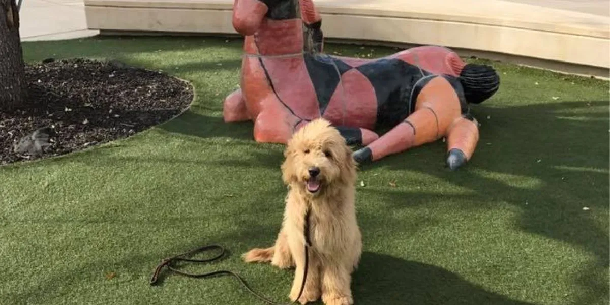 Fluffy dog sitting on artificial grass next to a colorful, abstract dog sculpture, illustrating a positive training environment.