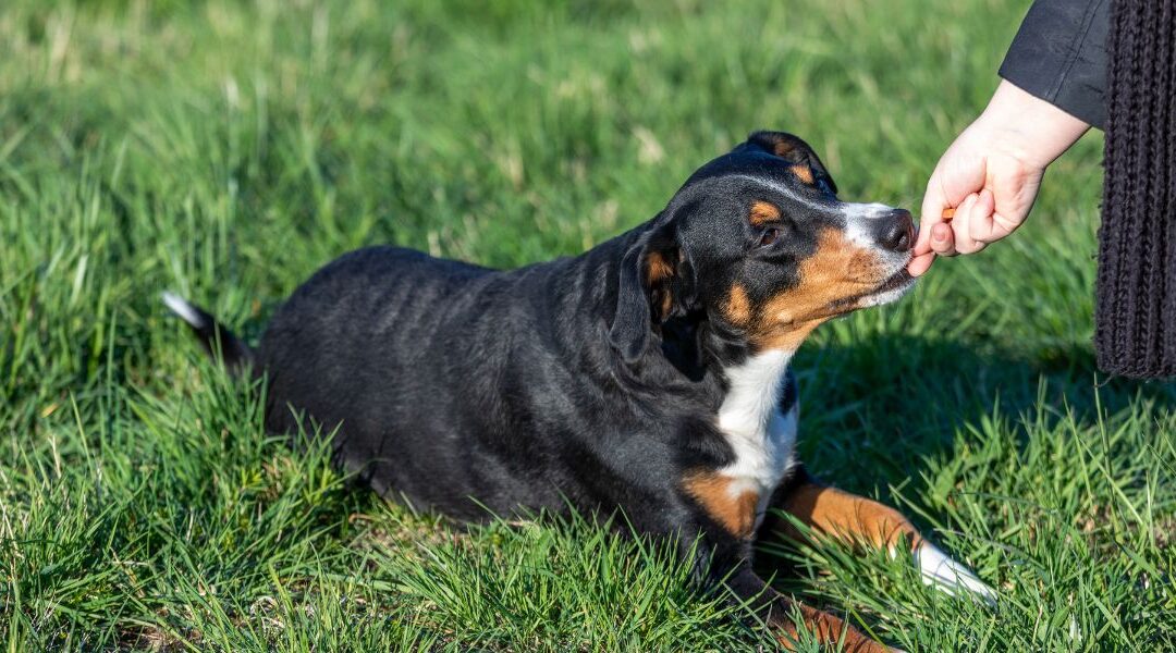 Dog receiving training treat from owner in grassy field, illustrating positive reinforcement in dog training methods.