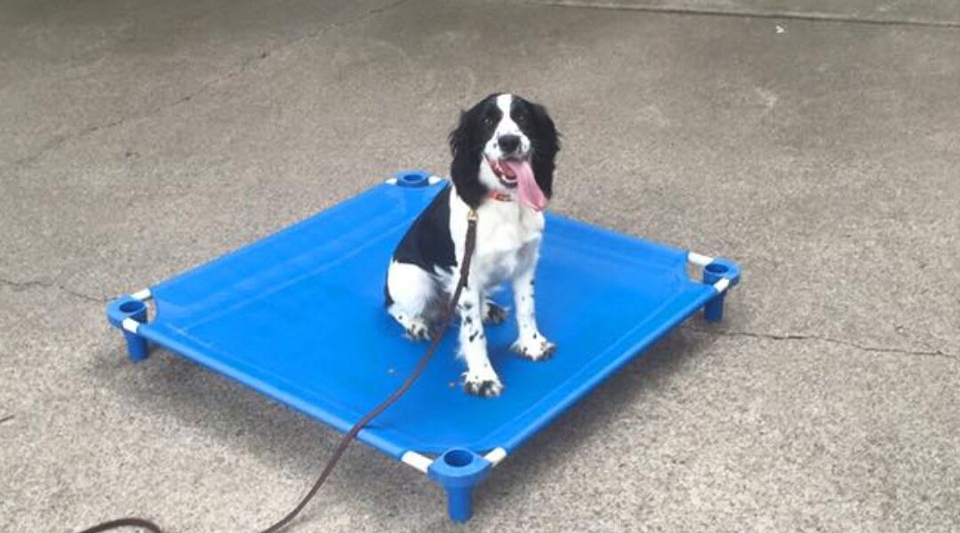 Troubleshooting Dog Training: What You Should Try