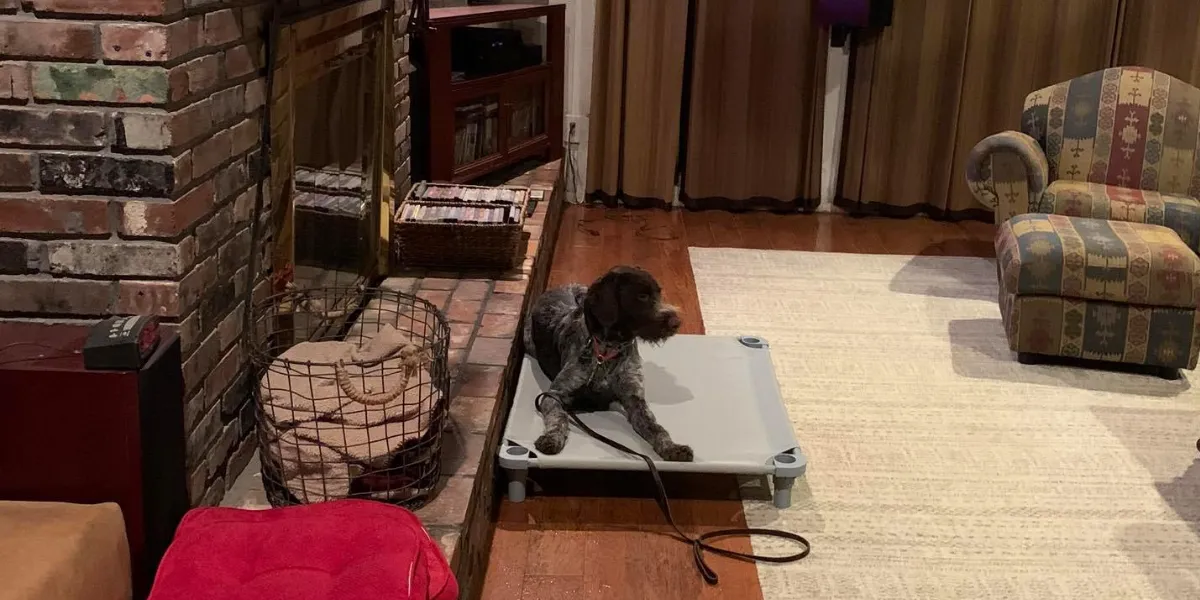 Dog resting on a training platform in a cozy living room, surrounded by a brick fireplace, a dog bed, and a patterned armchair, illustrating effective private dog training techniques.