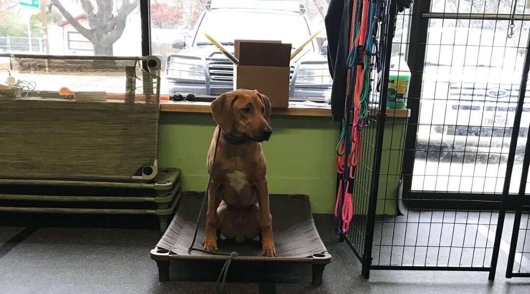 Dog sitting on a training mat in a dog training facility, with leashes hanging nearby and a window view showing a vehicle outside, illustrating in-home dog training concepts.