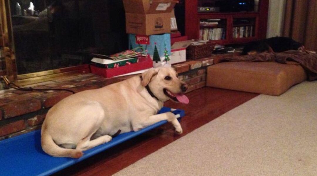 Labrador Retriever resting on a blue training platform in a cozy living room, showcasing a relaxed demeanor, with holiday decorations in the background, reflecting personalized dog training in Dallas.