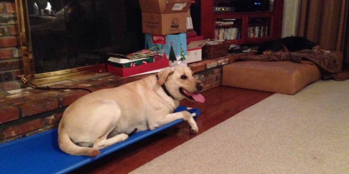 Labrador retriever resting on a blue training platform in a cozy home environment, showcasing a relaxed demeanor, ideal for puppy training and building trust in personalized dog training programs in Dallas.