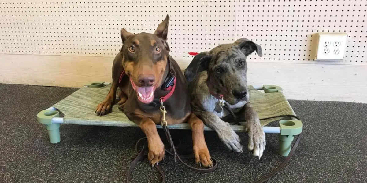 Two dogs resting together on a raised cot in a training facility, showcasing a friendly interaction, emphasizing the importance of personalized dog training and socialization in overcoming behavioral challenges.
