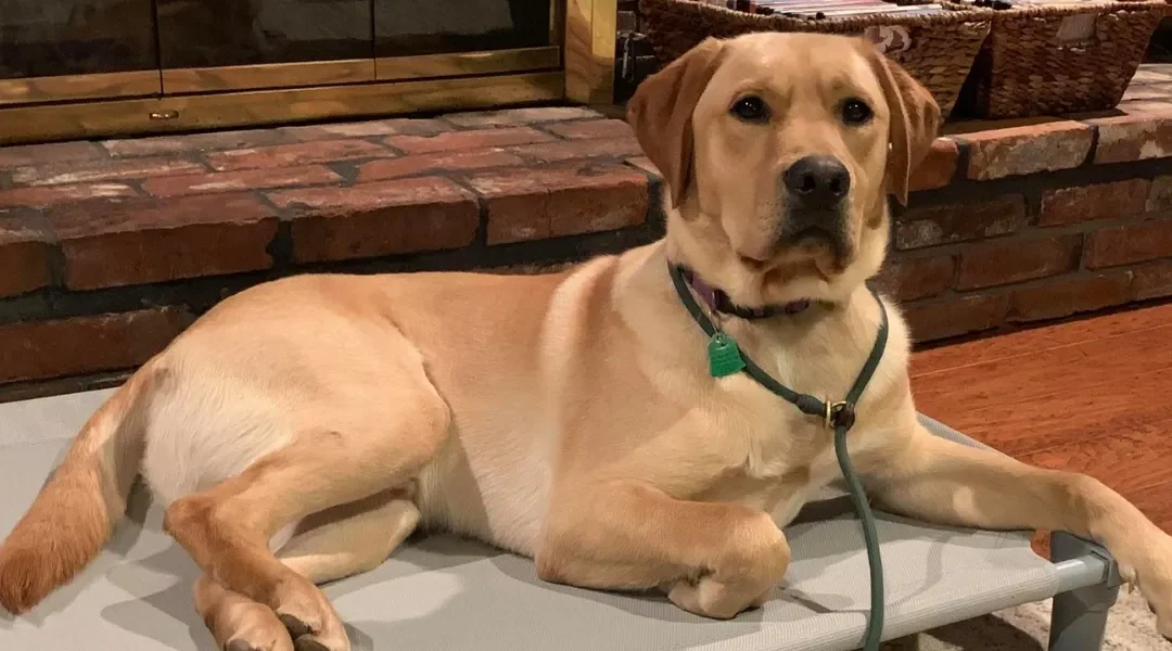 Labrador retriever lying on a raised dog bed in a cozy indoor setting, showcasing calm demeanor, relevant to dog training and behavior solutions.