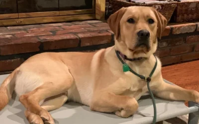 Find Expert Local Dog Behavior Specialists Near Me Today!