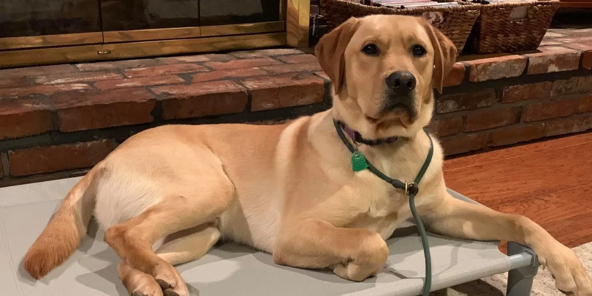 Yellow Labrador lying calmly on a raised dog bed in front of a brick fireplace.