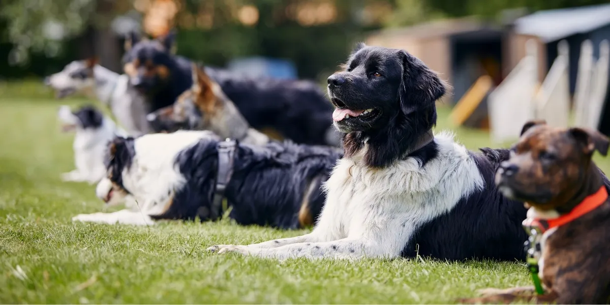 Group of trained dogs lying calmly on grass during outdoor obedience training.