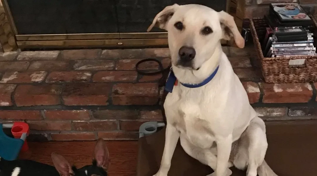Positive Reinforcement Dog Training Techniques for Dallas Dog Owners