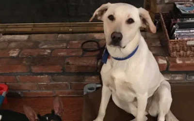 White dog sitting calmly in a home setting, showcasing the benefits of in-home dog training and positive reinforcement techniques.