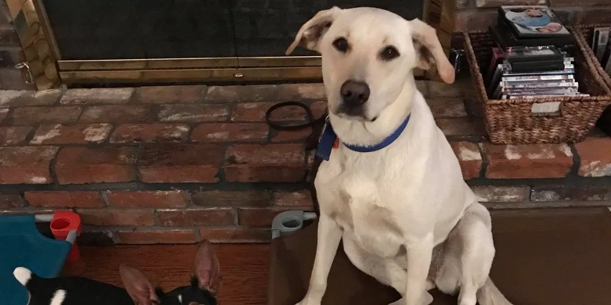 Well-behaved dog sitting calmly on a training platform during in-home obedience training.
