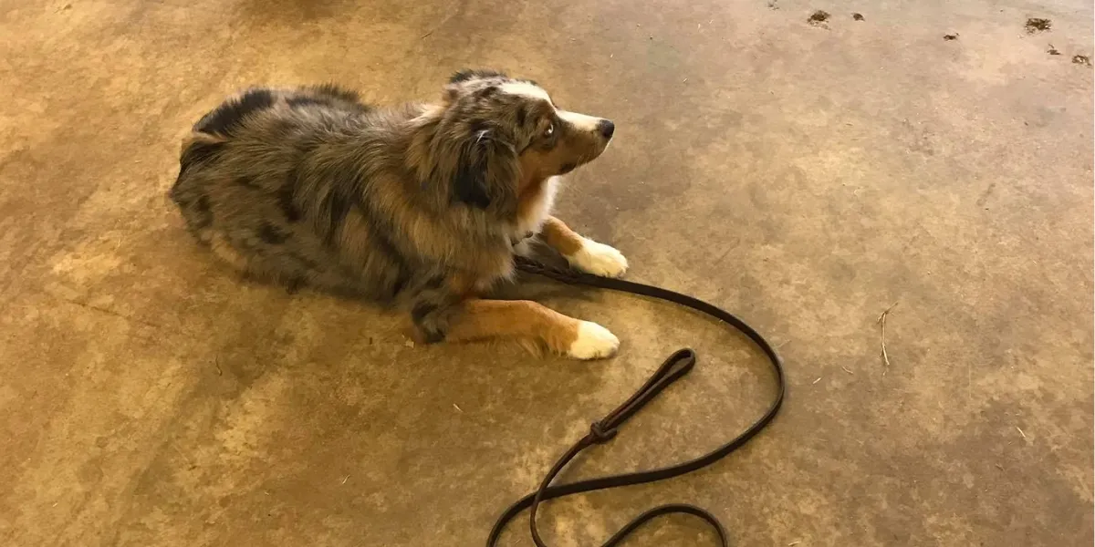 Australian Shepherd practicing calm behavior with leash during positive reinforcement dog training.