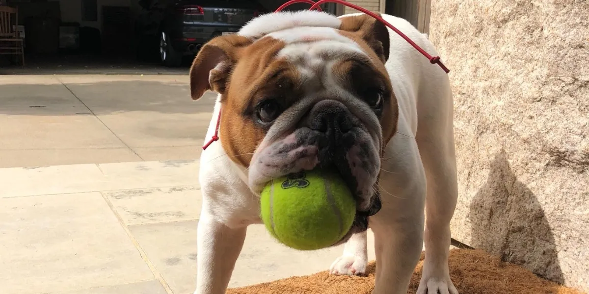 Bulldog playing with a tennis ball during a positive reinforcement training session.