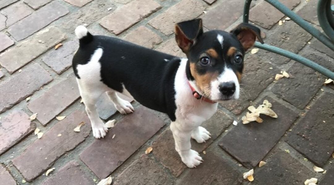 Puppy standing on brick patio with a playful expression, highlighting the joys of raising new dogs in Dallas.
