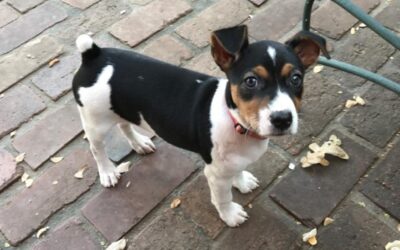 Raising New Dogs and Puppies at Home in Dallas