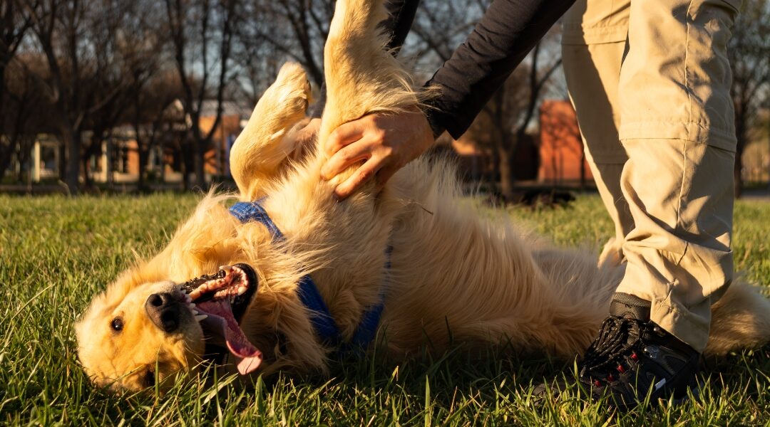 Golden retriever enjoying playtime in grass, receiving affection from a person, illustrating positive dog training techniques.