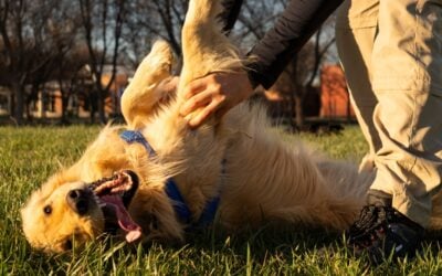 Proven Dog Anxiety Training Techniques for a Calm Pet