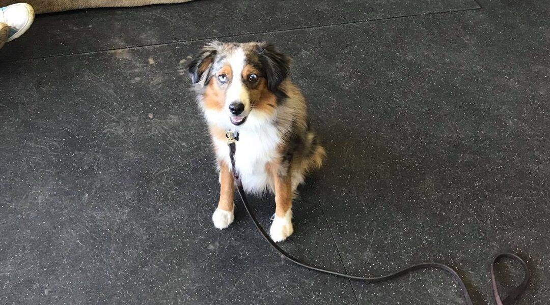 Rescued puppy sitting on a training mat, showcasing positive behavior during obedience training session.