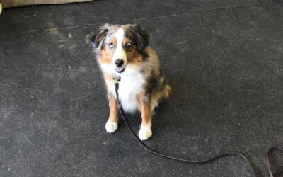 Essential Training for Rescued Puppy: Build a Strong Bond