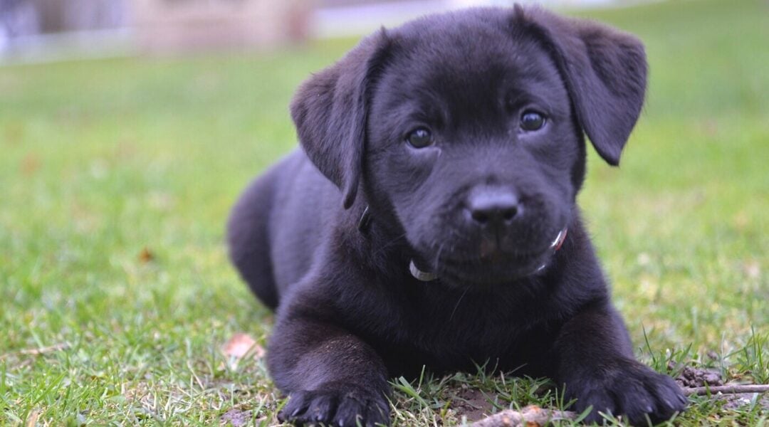 What Every New Puppy Owner Should Know Before Bringing a Dog Home