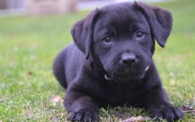 Black Labrador puppy lying on grass, symbolizing the joy of welcoming a new dog and the importance of personalized training for new puppy owners in Dallas.