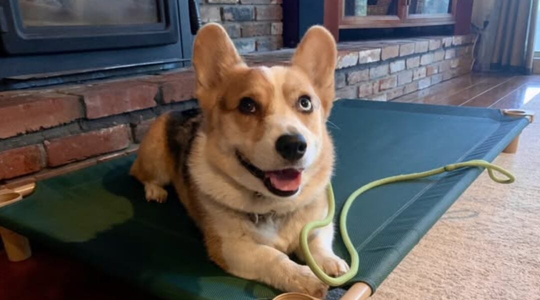 Why In Person Puppy Training Matters for Lasting Results