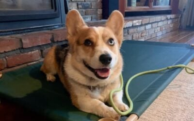 Corgi dog lying on a training mat, showcasing positive reinforcement techniques in a home setting, emphasizing in-home dog training benefits for Dallas pet owners.