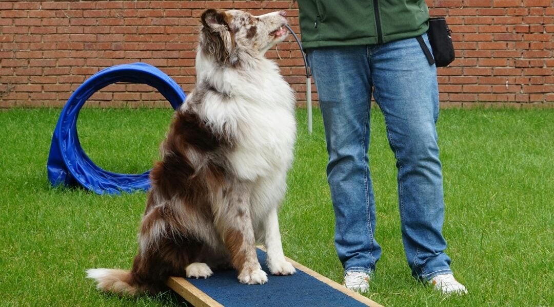 What to Expect from Private In-Home Dog Training Sessions