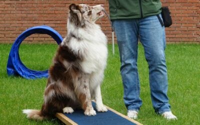 Dog sitting on a training ramp beside a person, demonstrating in-home dog training techniques with positive reinforcement in a grassy outdoor setting.