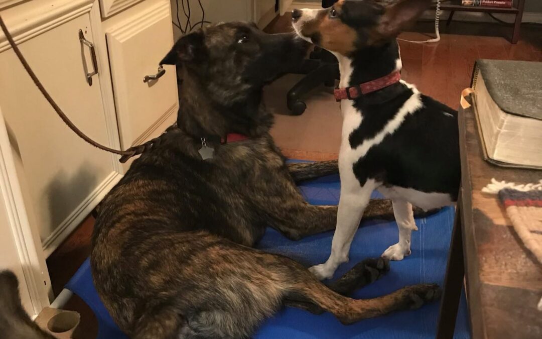 Early Socialization Techniques for Puppies: Setting the Stage for Success