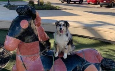 Addressing Common In-Home Behavioral Issues with Your Dog