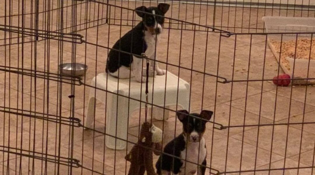 Effective Crate Training Tips for Your Puppy
