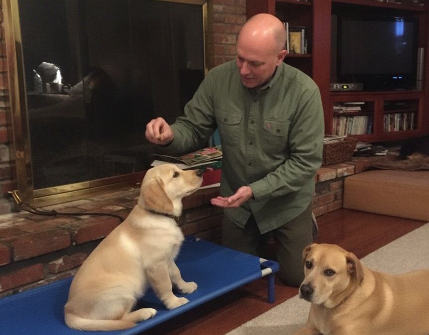 Preventing Future Behavioral Issues: Essential Puppy Training Tips