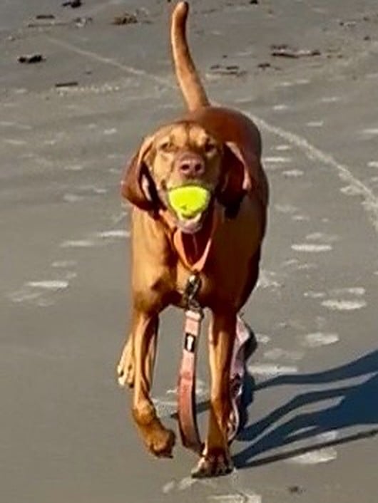 Shawn and April Grant's Vizsla running happily on the beach carrying a yellow tennis ball