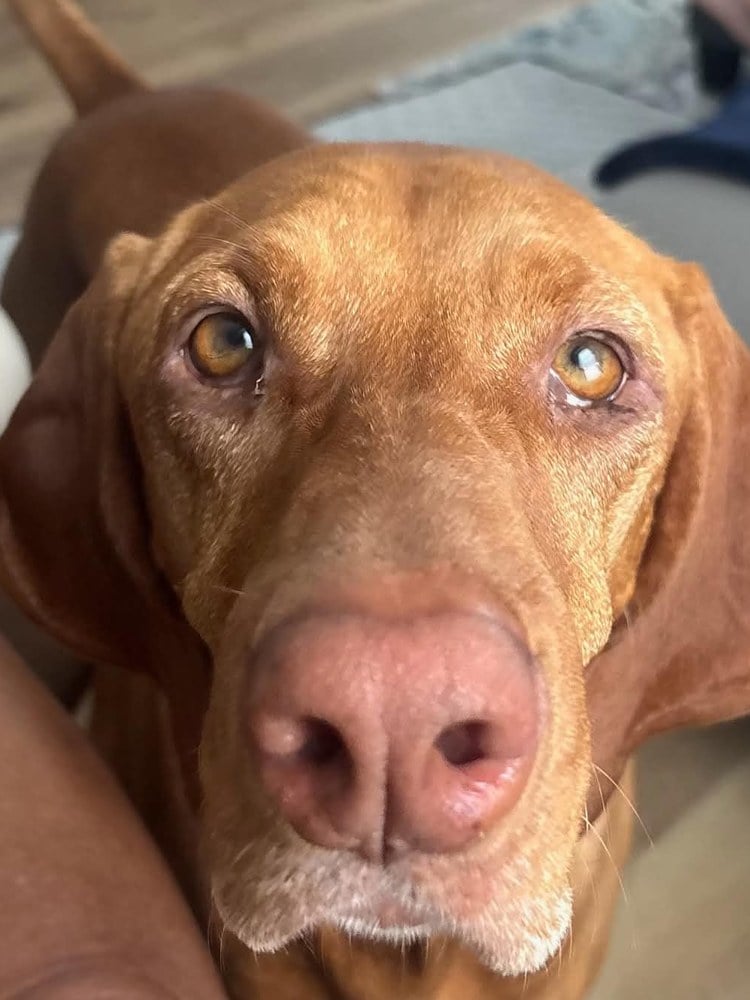 Close-up of Shawn and April Grant's Vizsla who trained as a puppy and boards with Tod McVicker at Redeeming Dogs